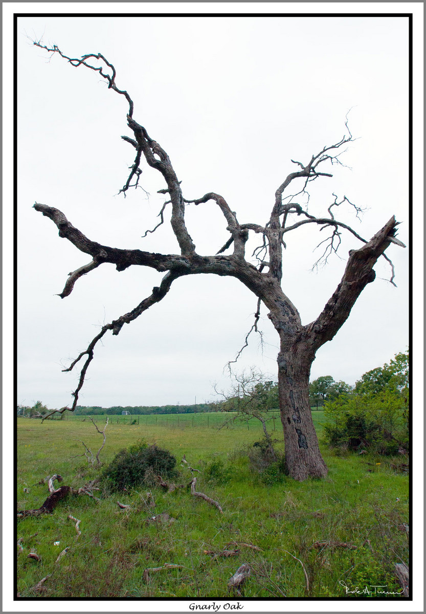 Gnarly Oak Tree