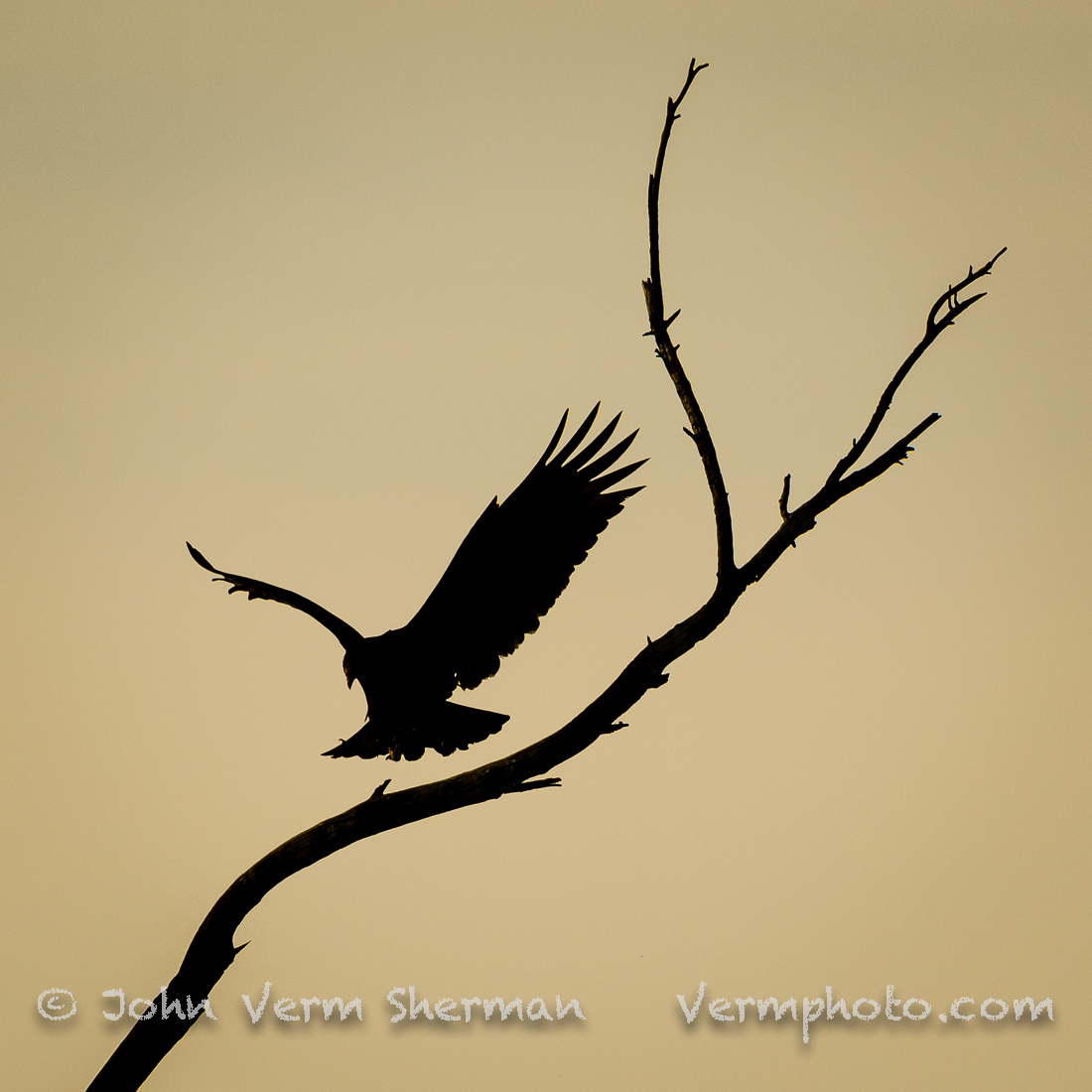 Bird almost on a stick
