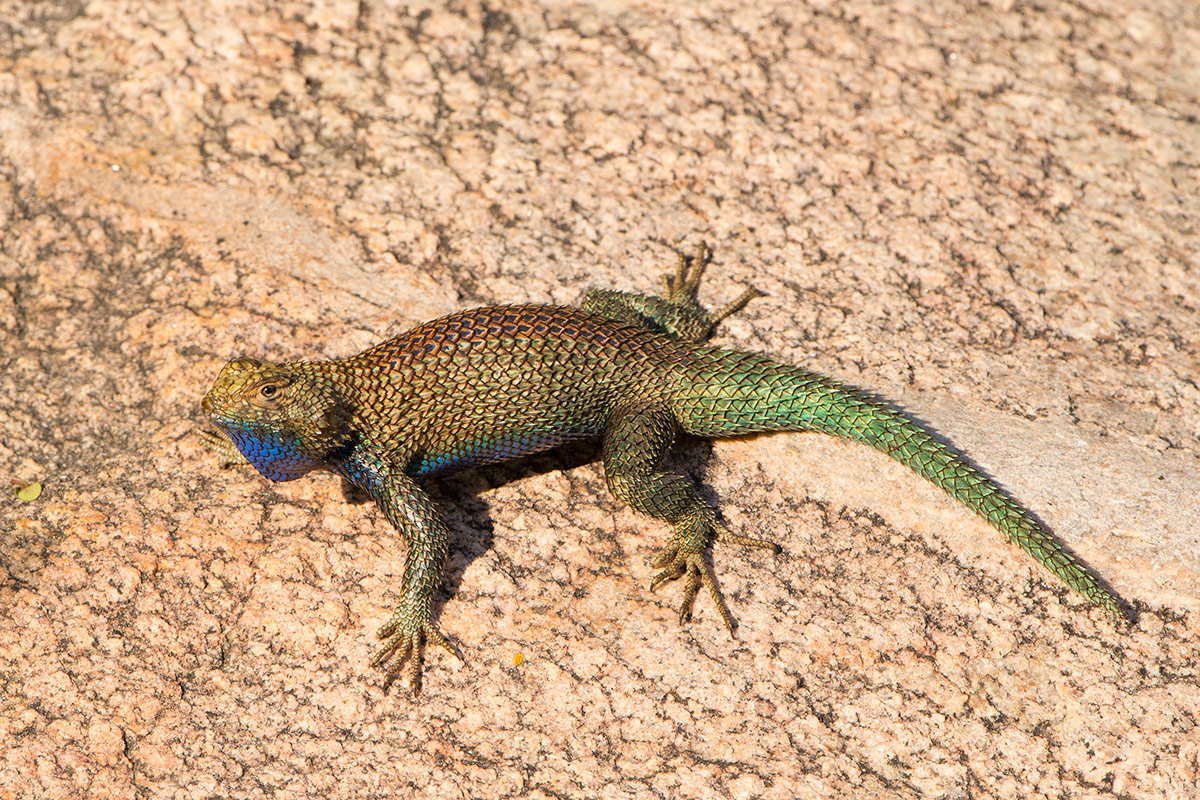 Granite Spiny Lizard