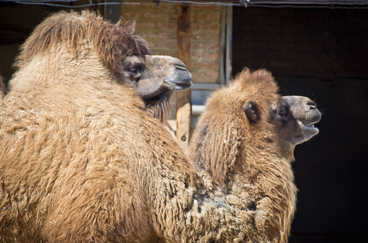 Camel Hair WC#578