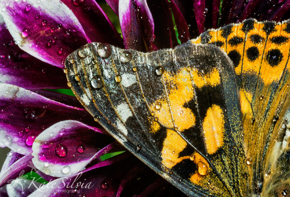 Water on Butterfly Wing