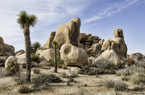 Joshua Tree NP