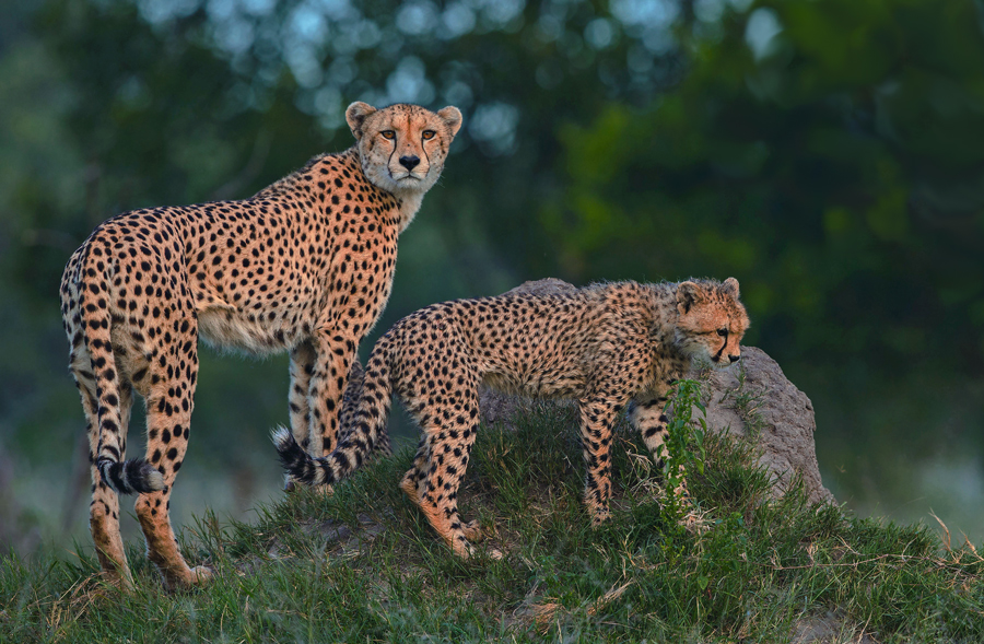 Cheetah & cub II