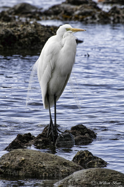 Great Egret Stand Alone