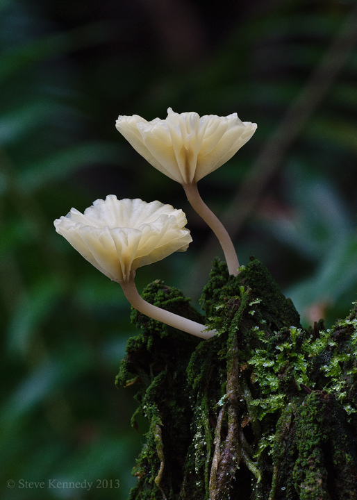 Mushrooming Spring