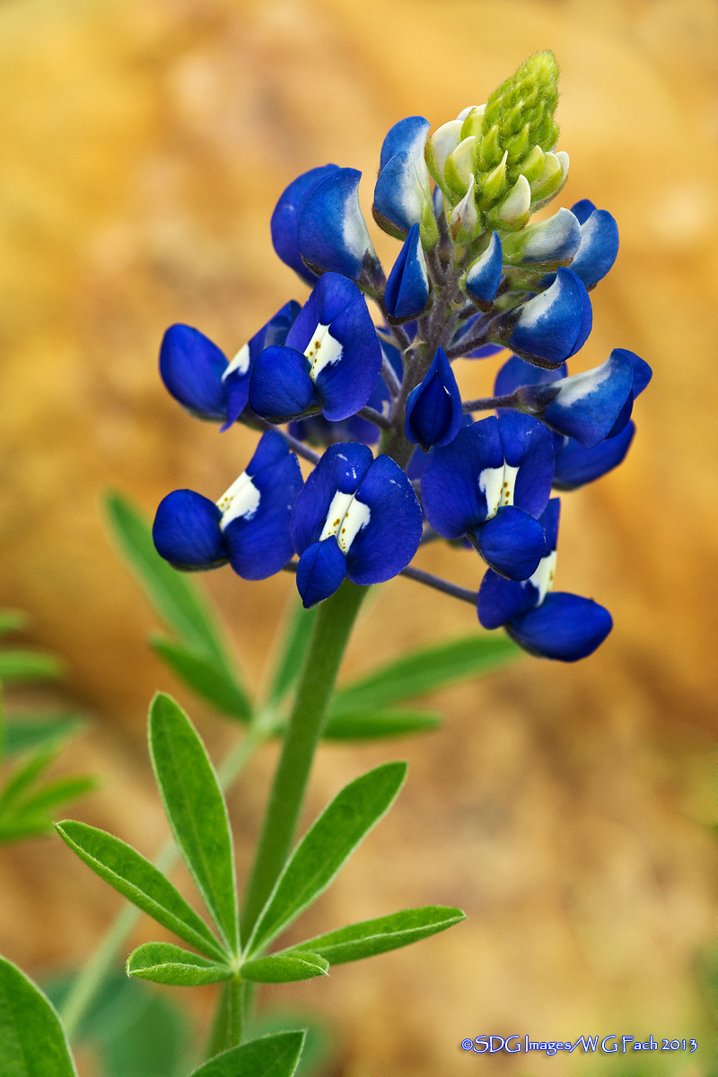 Blooming Bonnet