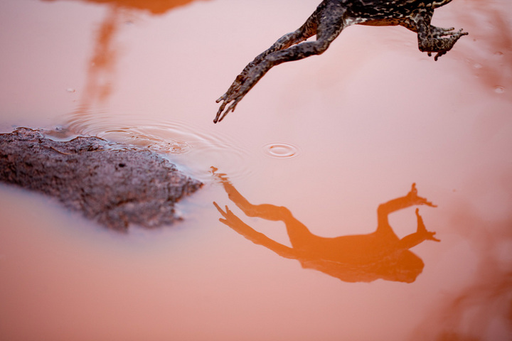 Cane Toad Reflection