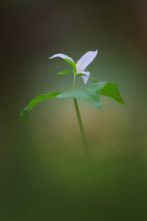 Trillium Portrait