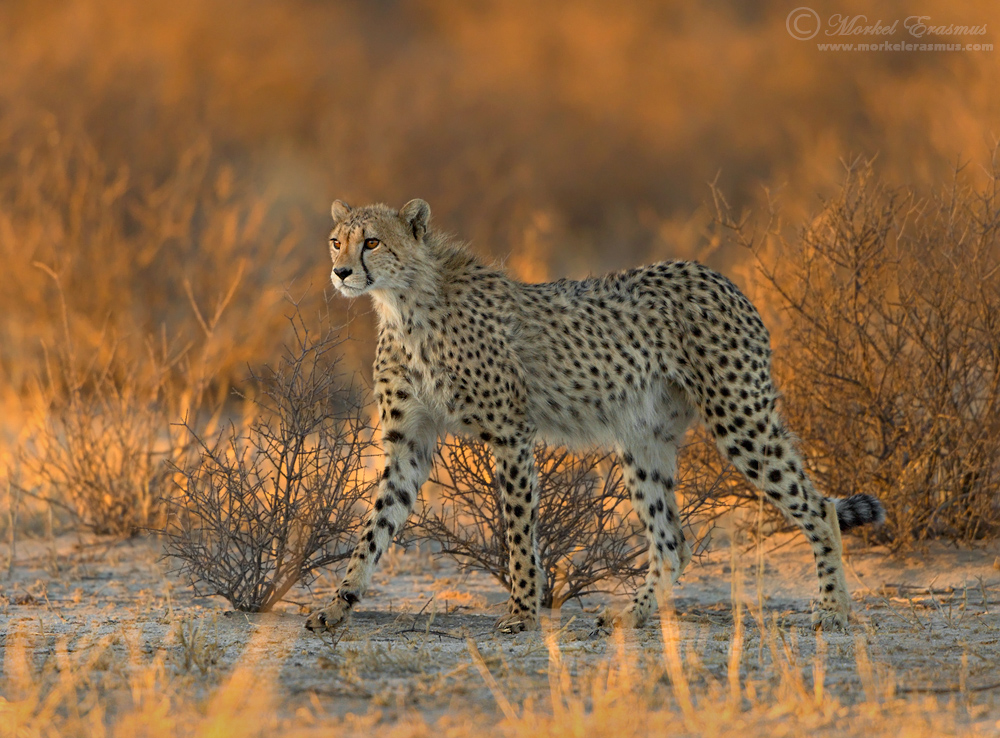 Cheetah Ablaze