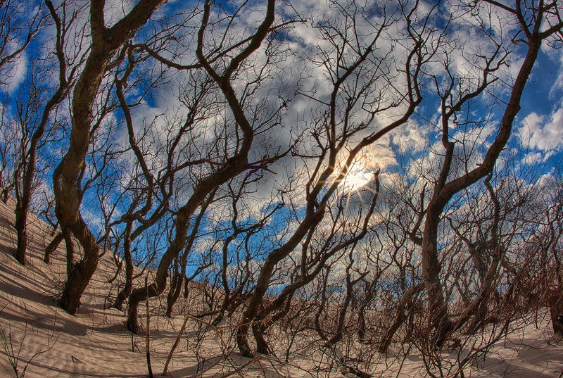 Through The Trees