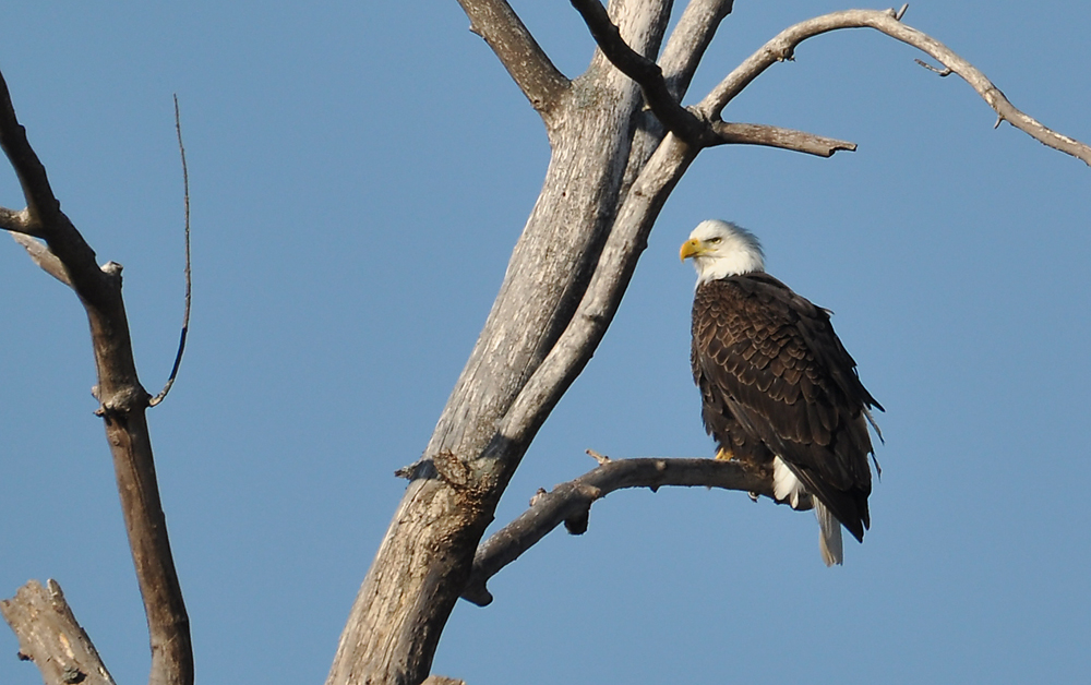 Squinting Eagle