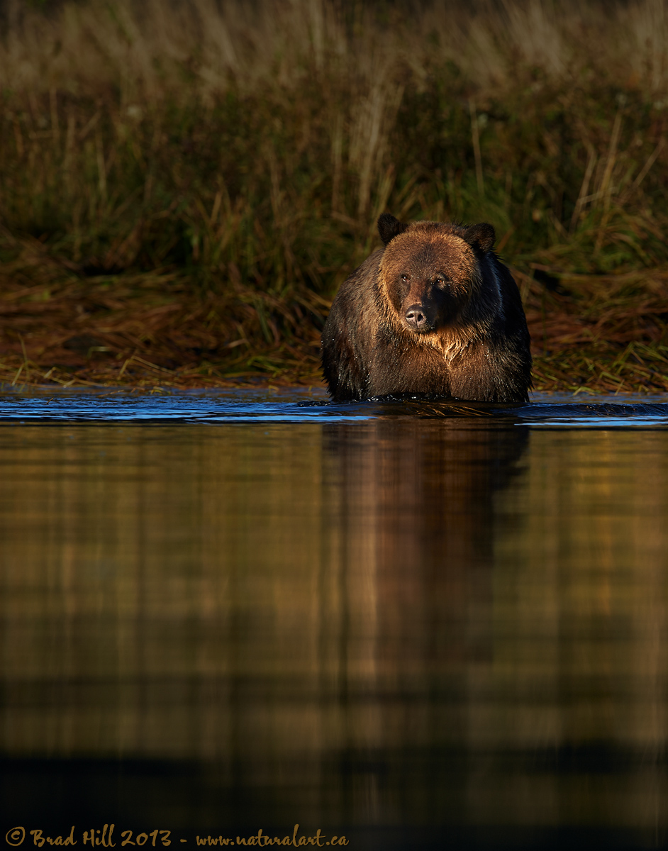 Wading into Sunset
