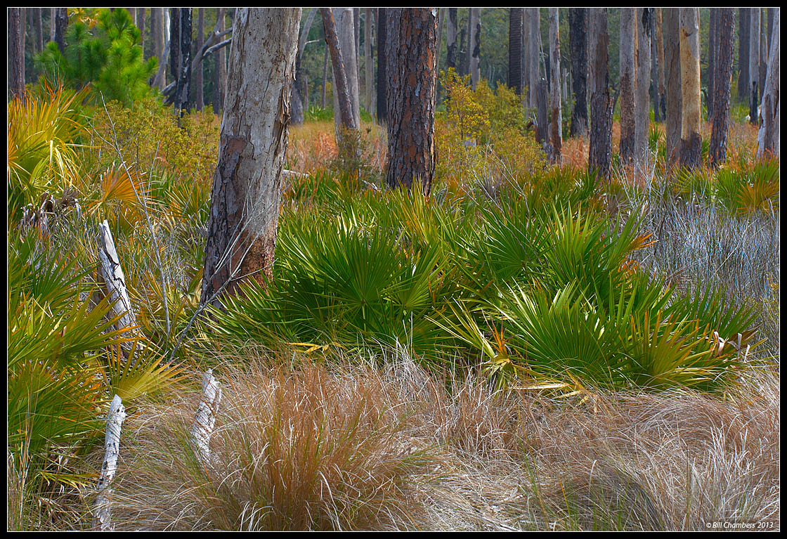Florida Scrub