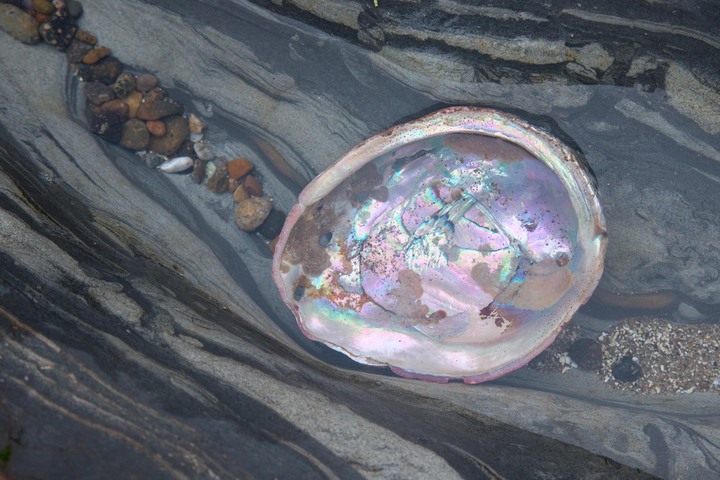 Abalone Shell
