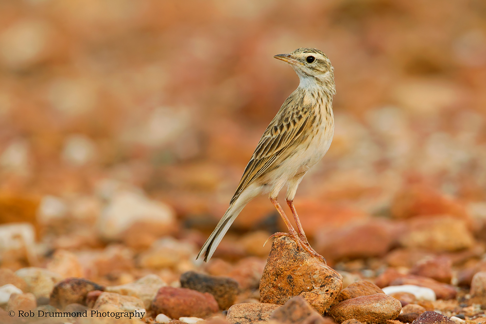 Australian Pipit