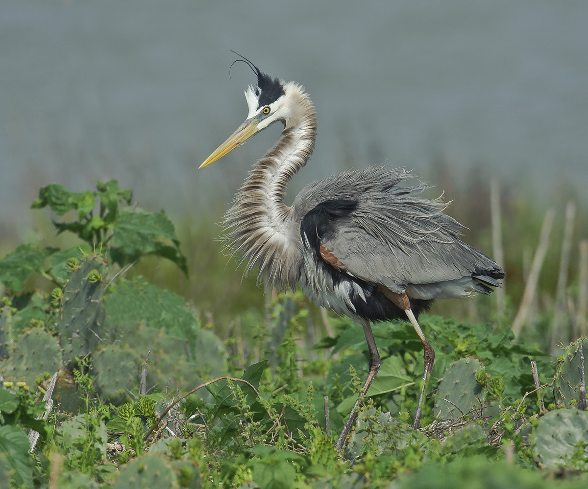 Great Blue Heron