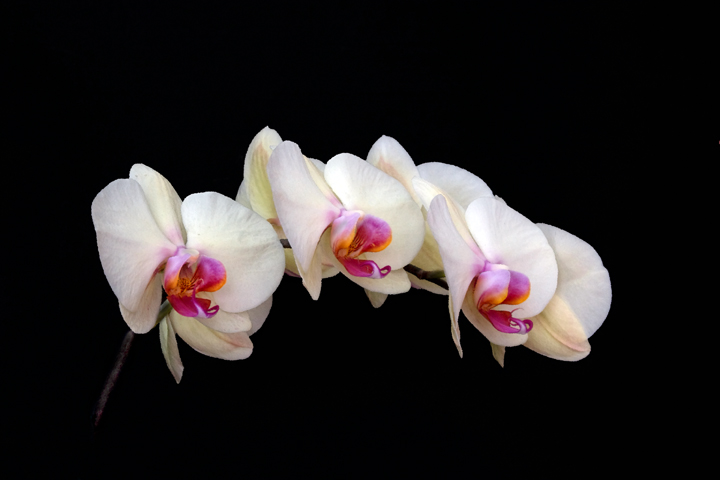 Orchids