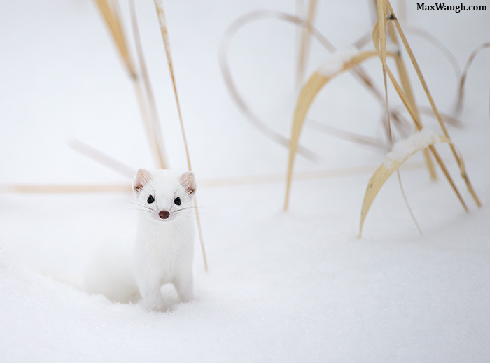 Ermine in the Grass