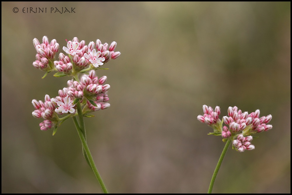 Mohave Buckwheat 2