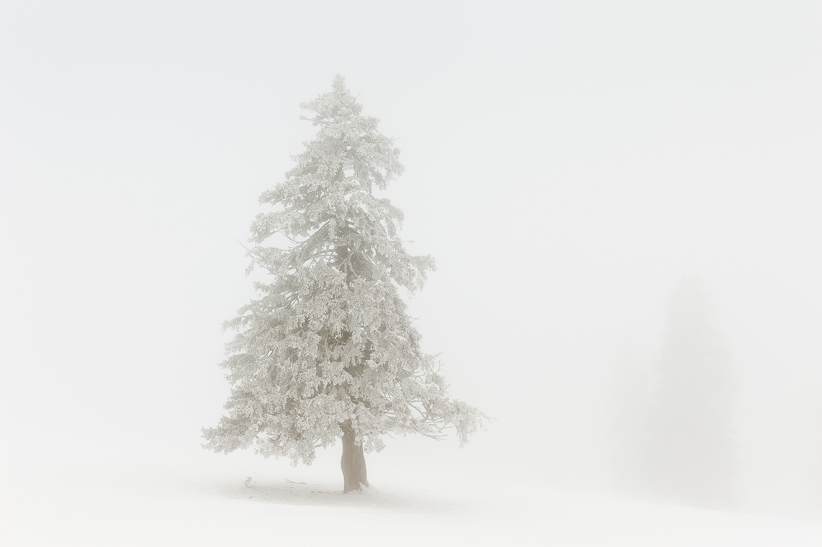 The Lone Fir