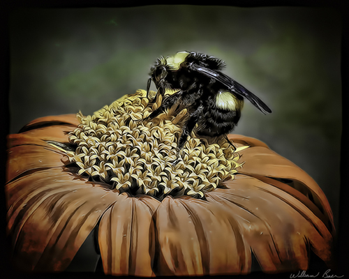 Bumble Bee