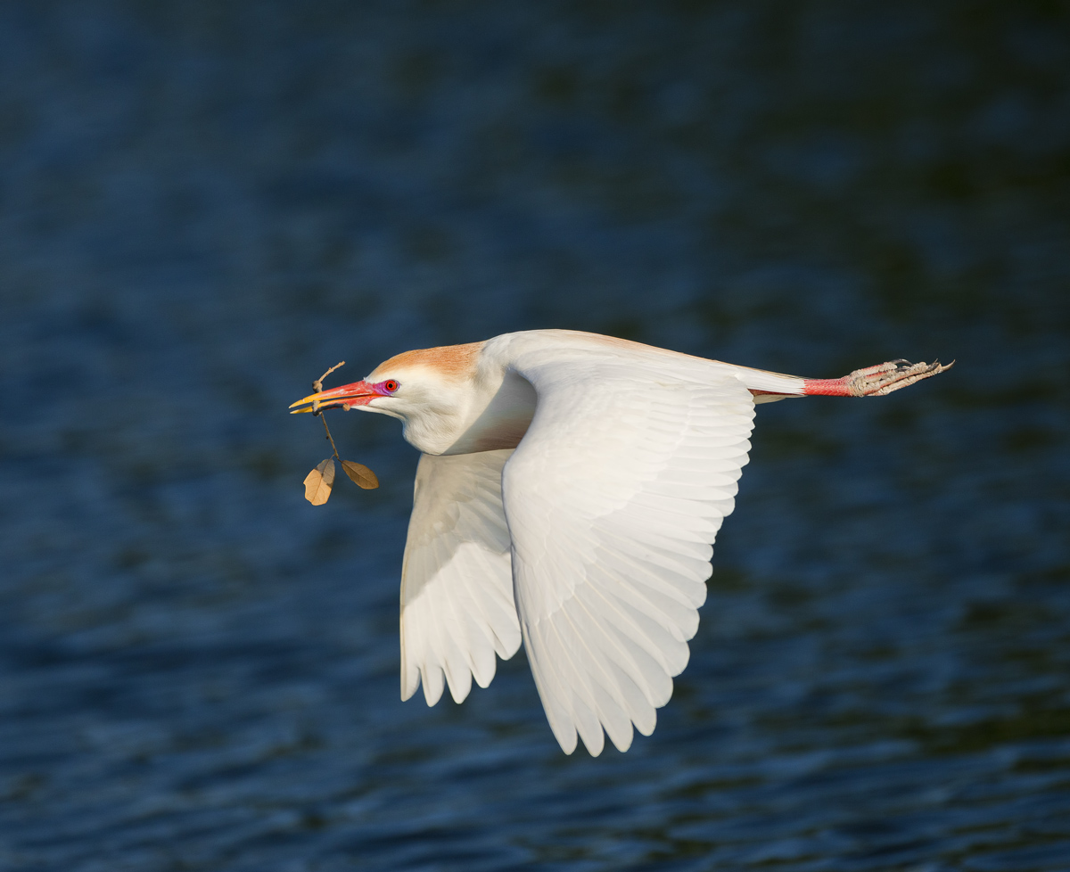 Cattle Egret in flight