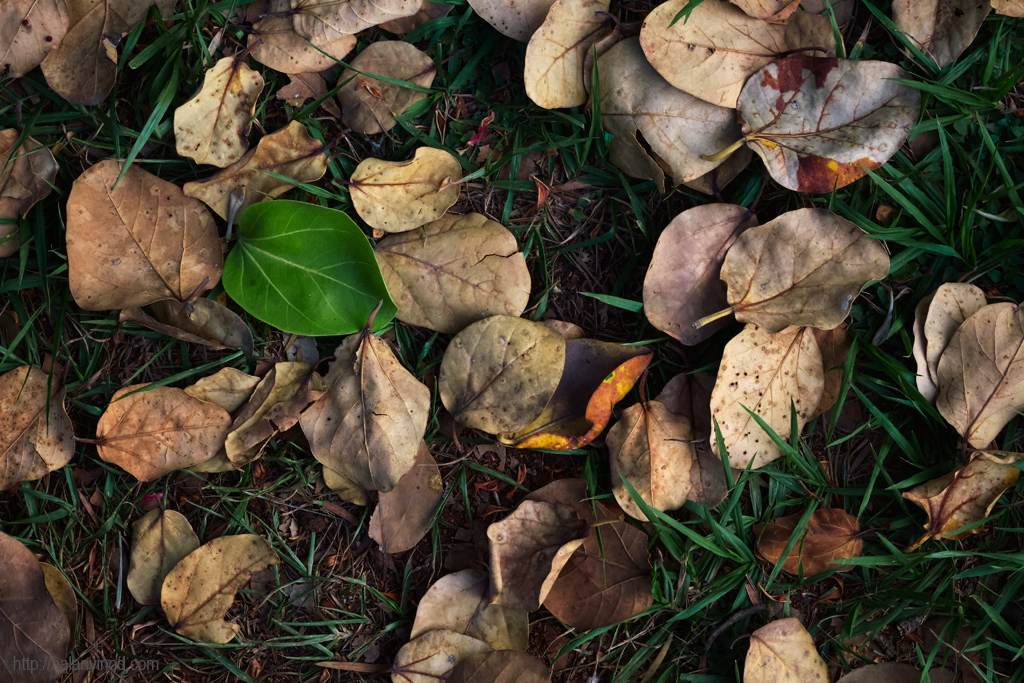 Fallen Leaves