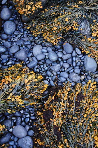 WC 579 Seaweed