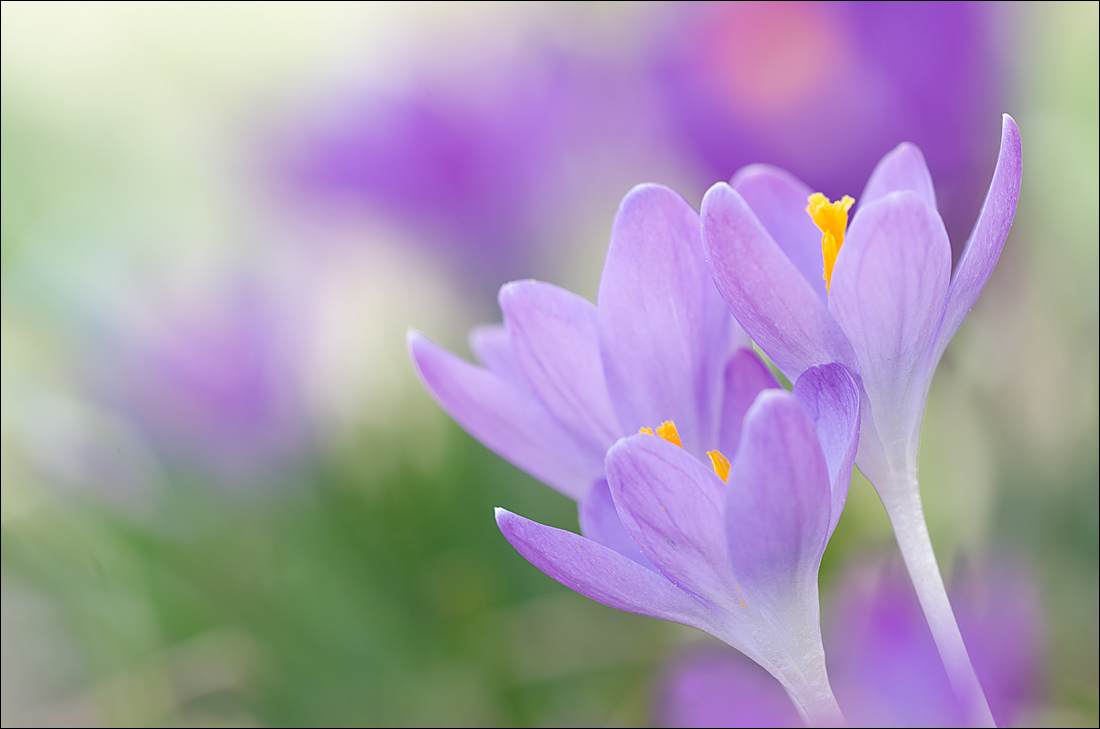 Crocus 2013 - 2