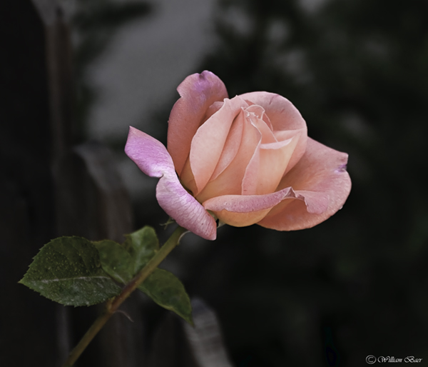 Rose For My Love
