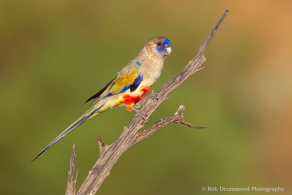 Blue Bonnet