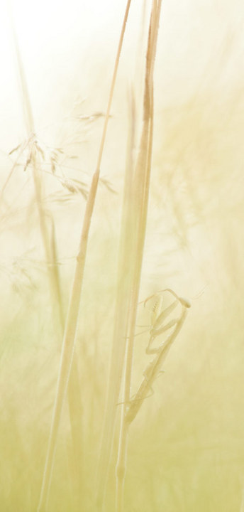 Mantis Pastel