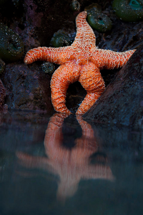 Starfish Reflection