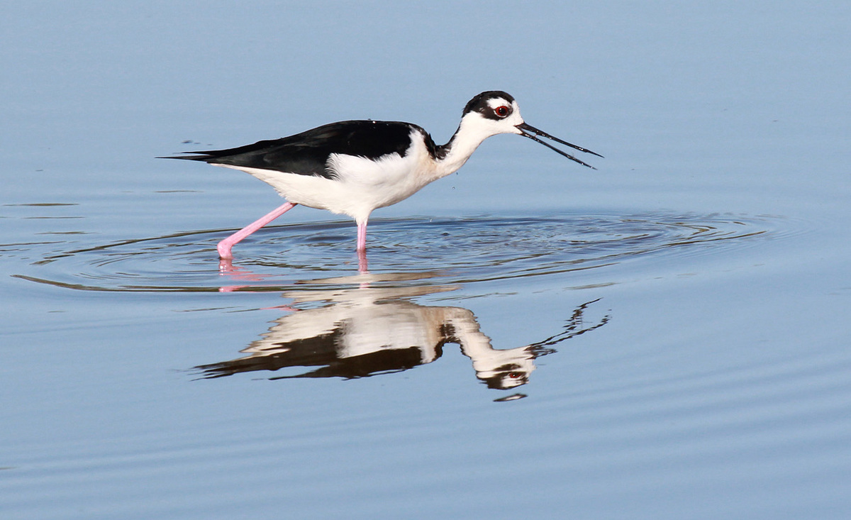 Stilt walking