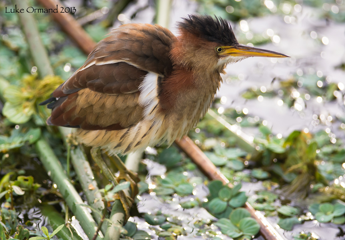 Least Bittern