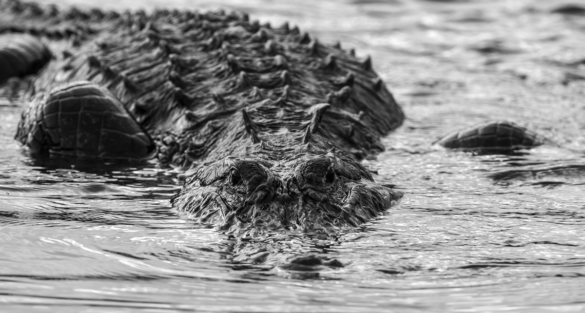 Jaws