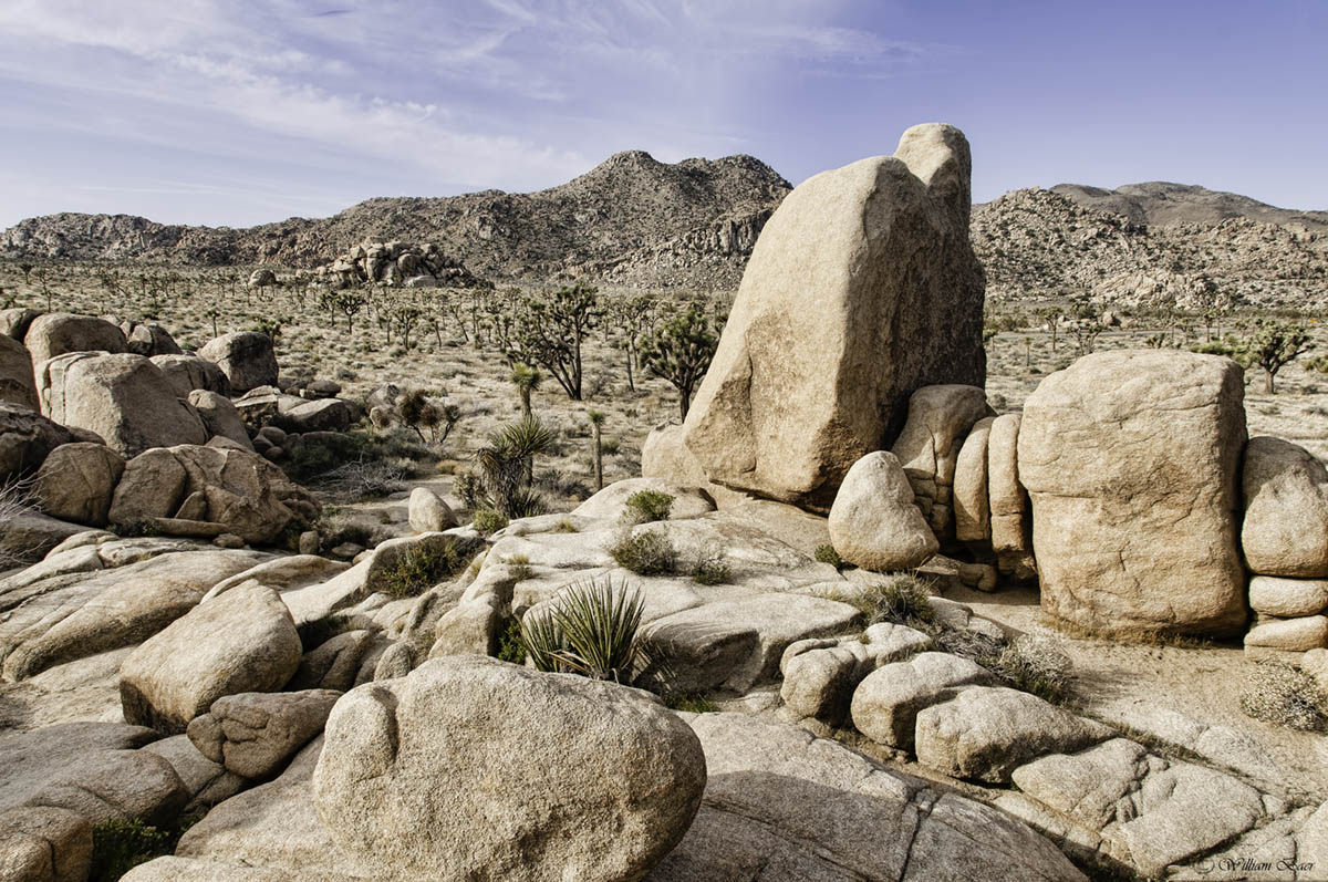 Joshua Tree 