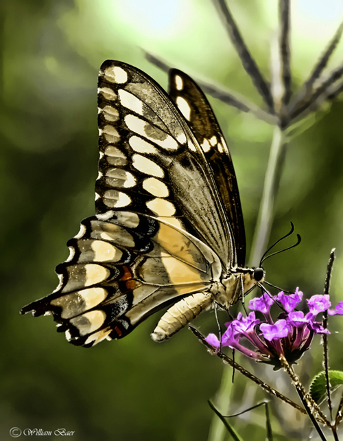 Swallow Tail Butterfly