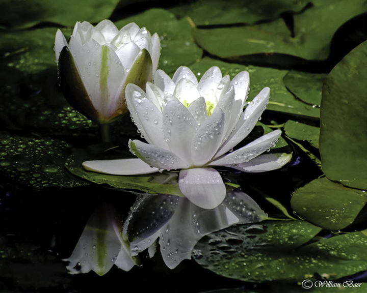 Beauty In The Pond