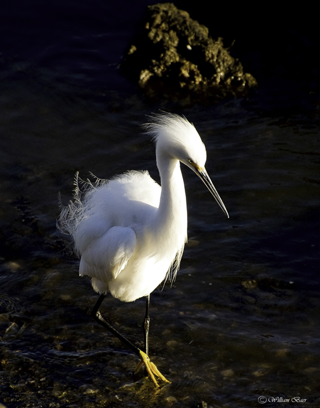 Snowy Egret
