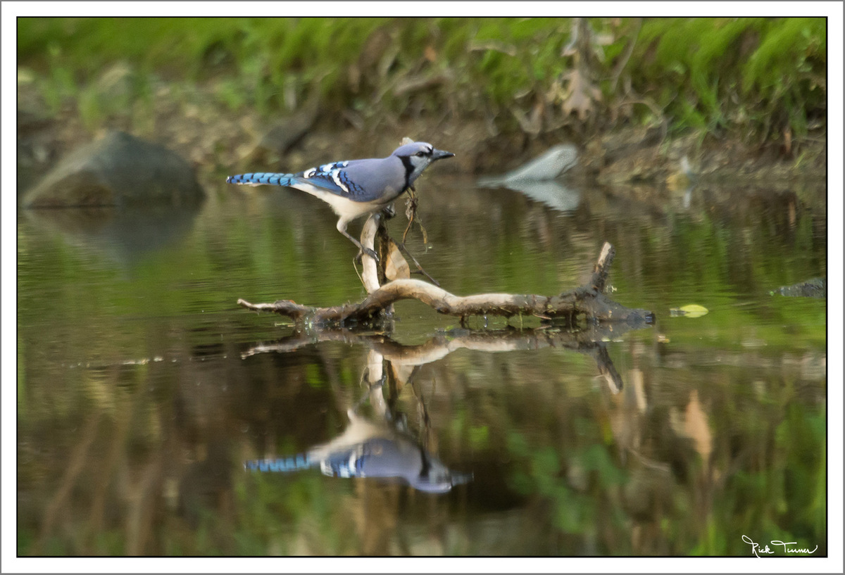 Blue Jay
