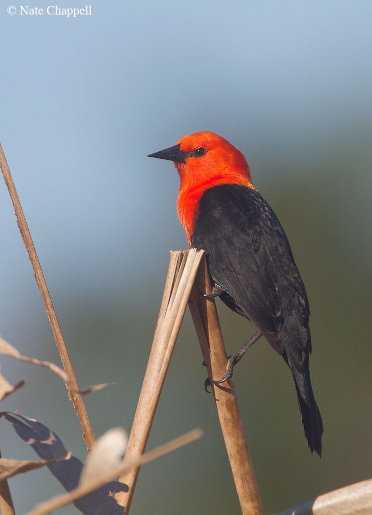 Scarlet-headed Blackbird