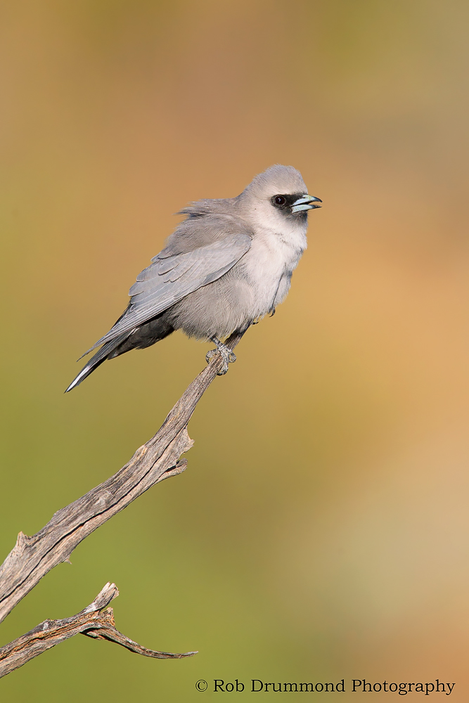 Black-faced Woodswallow