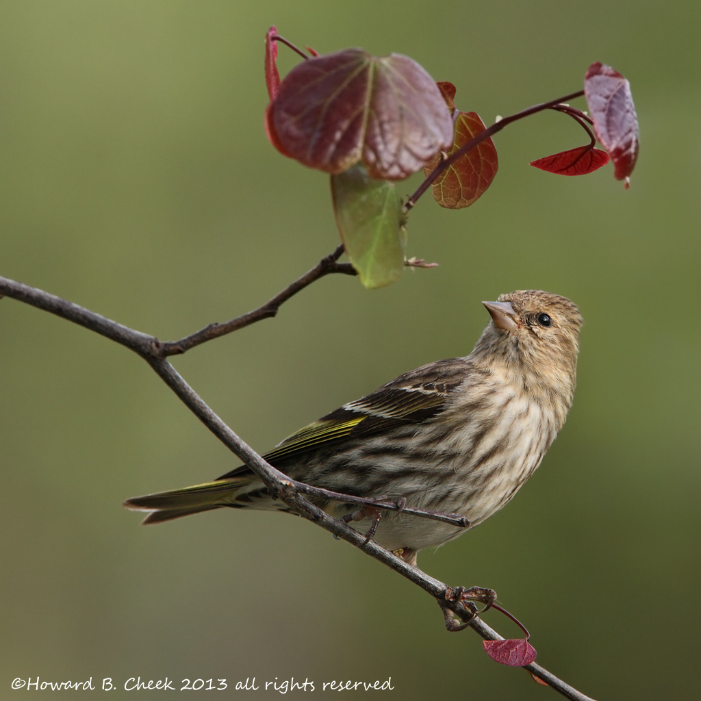 Redbud Siskin
