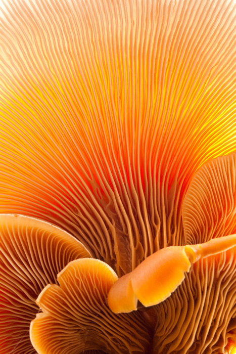 Fungal Forest