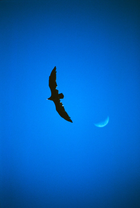 Crescents