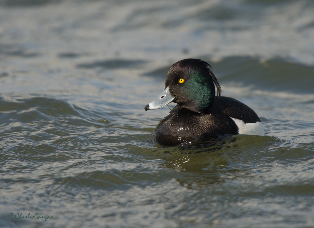 Tufted Duck