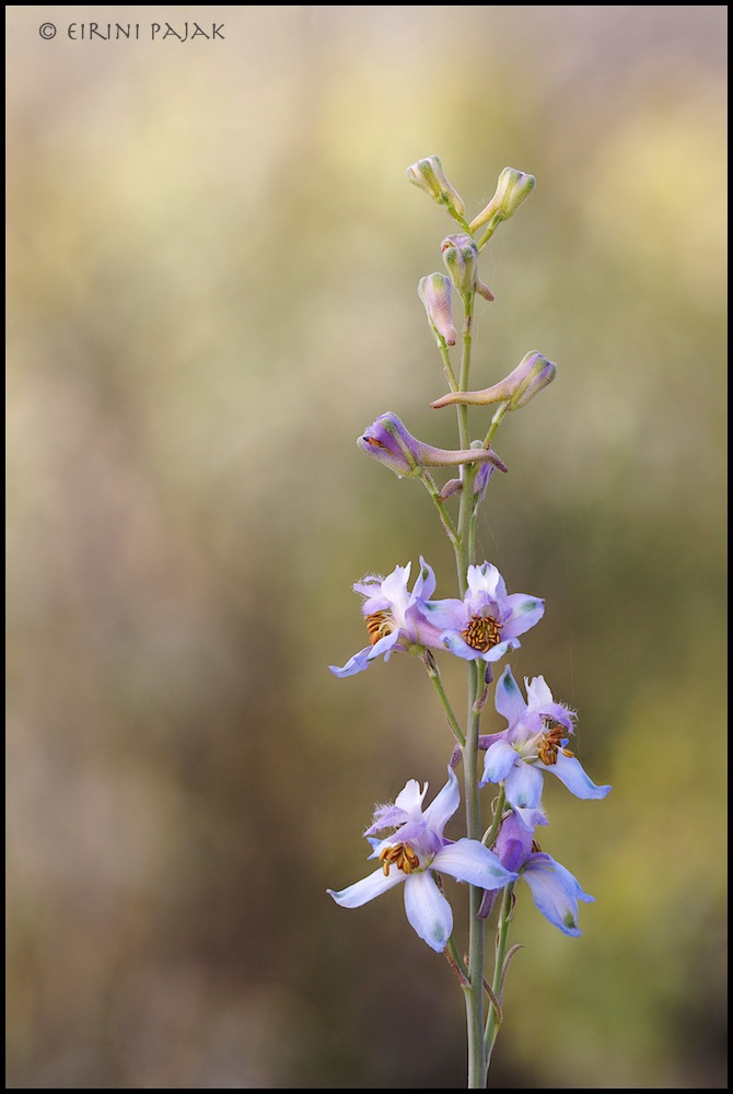 Wild Delphinium + REPOST