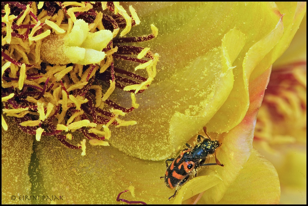 Checkered Beetle