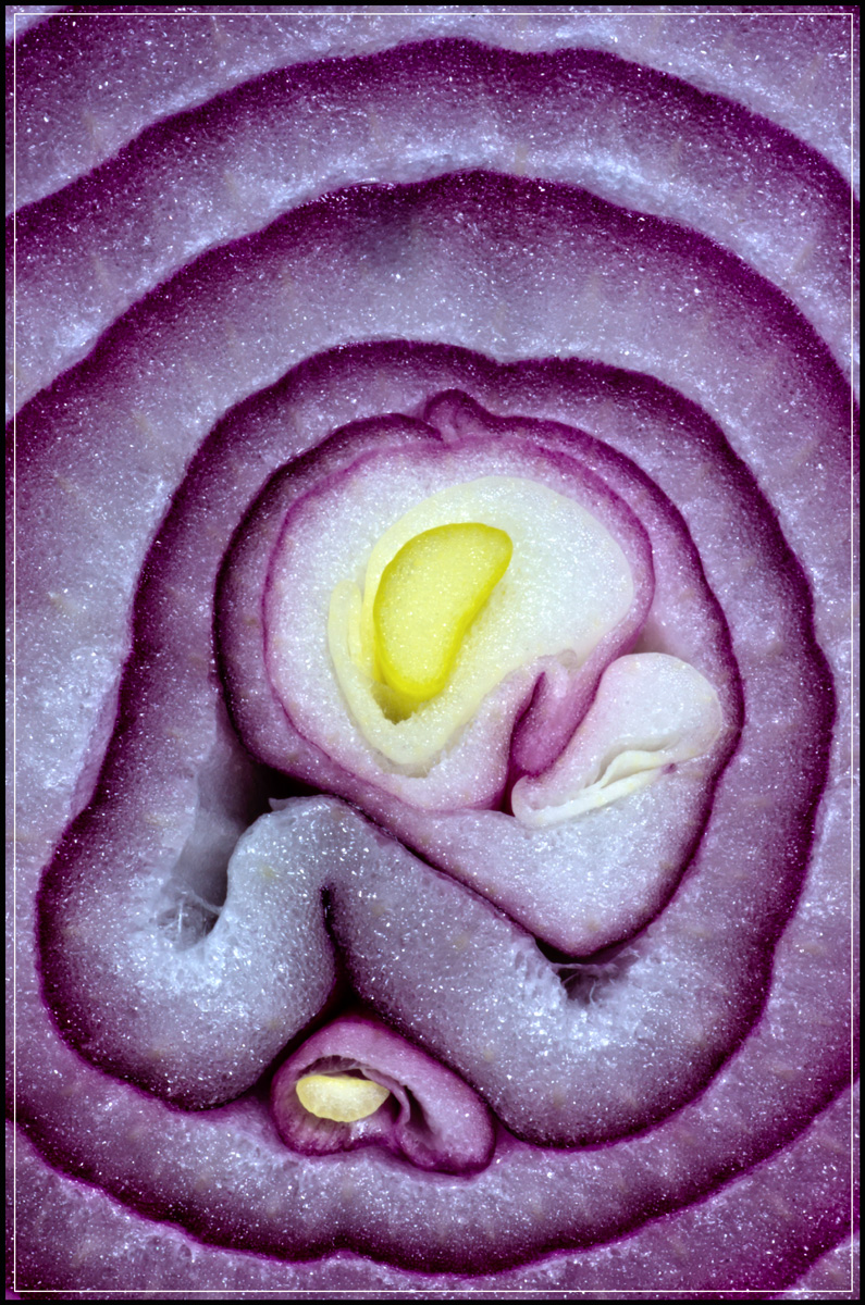 Onion WC#580